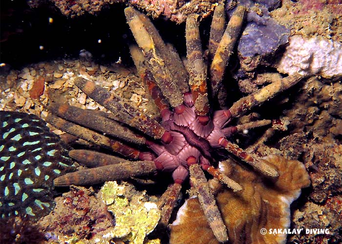 Night dive Nosy Be Madagascar